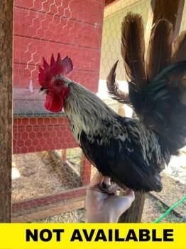 Speck -  Chicken Bird for Adoption in Eugene, Oregon - Speck | PetCurious