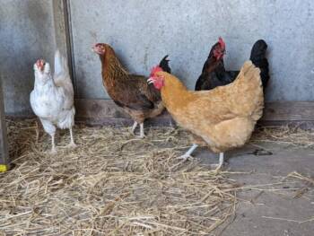 SHISHITO -  Chicken Bird for Adoption in Santa Cruz, California - SHISHITO | PetCurious