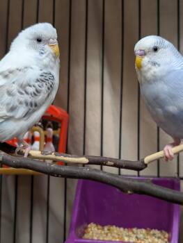 Anna and Kristoff -  Parakeet Bird for Adoption in Vancouver, British Columbia - Anna And Kristoff | PetCurious