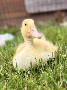 Duck Birds Available for Adoption in Fairfax, Virginia - Duckaroo | PetCurious