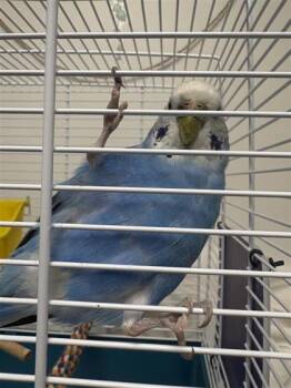 Thunder -  Parakeet Bird for Adoption in Montreal, Quebec - Thunder | PetCurious