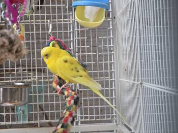 Limon -  Parakeet Bird for Adoption in Hinckley, Illinois - Limon | PetCurious