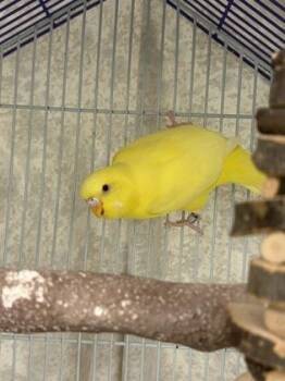Tali -  Parakeet Bird for Adoption in Lowell, Massachusetts - Tali | PetCurious