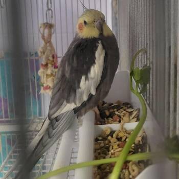 Pecker & Picker -  Cockatiel Bird Available for Adoption in Syracuse, New York - Pecker & Picker | PetCurious