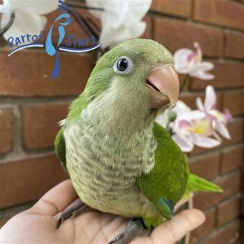 Jeeves the Sweet Quaker -  Quaker Parakeet Bird for Adoption in Vancouver, Washington - Jeeves The Sweet Quaker | PetCurious
