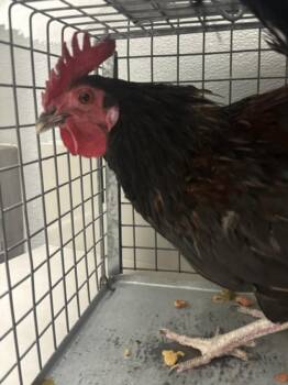 Chicken Birds Available for Adoption in Las Vegas, Nevada - A1421729 | PetCurious