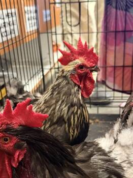 A333800 -  Chicken Bird for Adoption in Santa Cruz, California - A333800 | PetCurious