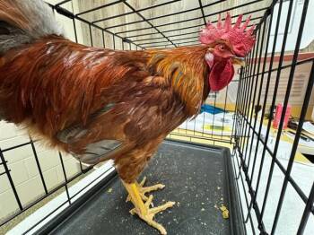 Chicken Birds Available for Adoption - MCFLURRY | PetCurious