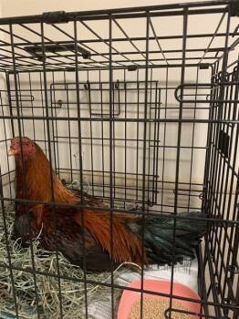 Chicken Birds Available for Adoption in Santa Cruz, California - Rooty A1408099 | PetCurious