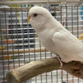 Almanac -  Parakeet Bird for Adoption in Lowell, Massachusetts - Almanac | PetCurious