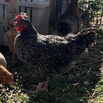 McRoosty -  Chicken Bird for Adoption in Quakertown, Pennsylvania - McRoosty | PetCurious