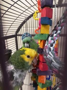 Tuni- Companion To Bella -  Amazon Bird for Adoption in Stratham, New Hampshire - Tuni- Companion To Bella | PetCurious