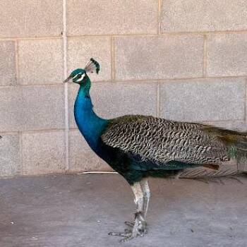 Peacock Peafowl Birds Available for Adoption in Las Vegas, Nevada - ORION | PetCurious