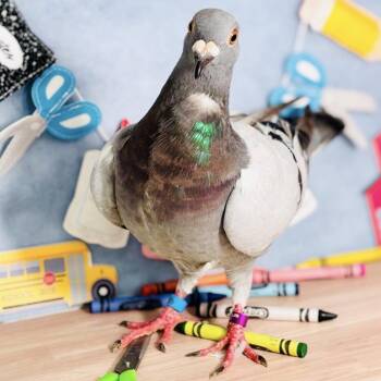 Duckadilly -  Pigeon Bird for Adoption in Chicago, Illinois - Duckadilly | PetCurious