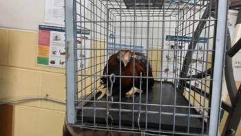 GRANNY GRETCHEN -  Chicken Bird for Adoption in Tulsa, Oklahoma - GRANNY GRETCHEN | PetCurious