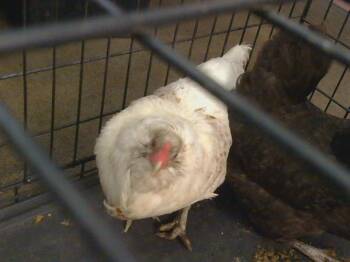 A924045 -  Chicken Bird for Adoption in Sacramento, California - A924045 | PetCurious