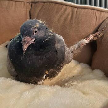 Junior -  Pigeon Bird for Adoption in Chicago, Illinois - Junior | PetCurious