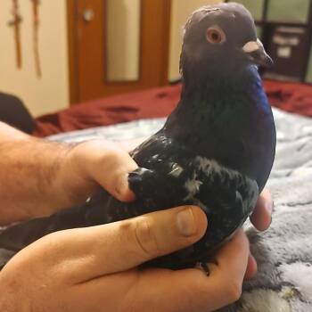 Pigeon Birds Available for Adoption - Rowdy | PetCurious