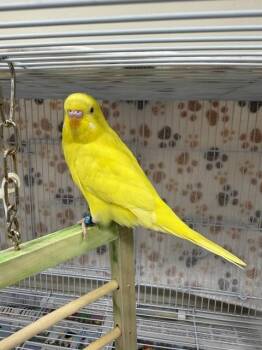 CHU-CHU -  Budgie Budgerigar Bird for Adoption in Fairbanks, Alaska - CHU-CHU | PetCurious