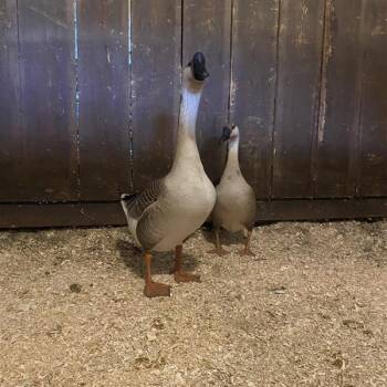 Goose Birds Available for Adoption in Cooperstown, New York - Jim And Pam | PetCurious