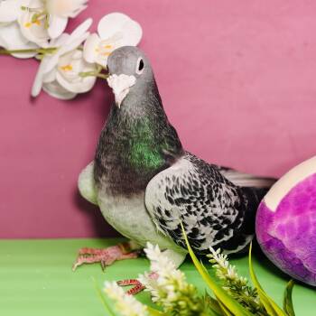 Pigeon Birds Available for Adoption in Chicago, Illinois - Remy (local Midwest Adoption Only) | PetCurious