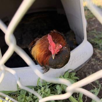 A611729 -  Chicken Bird for Adoption in Modesto, California - A611729 | PetCurious