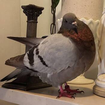 Pigeon Birds Available for Adoption - Squintus | PetCurious