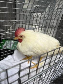 HENRY -  Chicken Bird for Adoption in Derwood, Maryland - HENRY | PetCurious