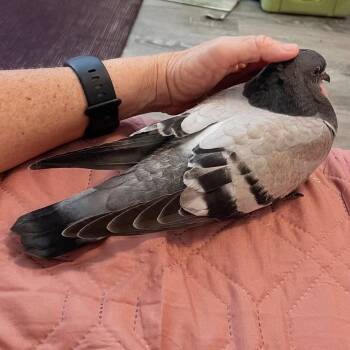 Namaste -  Pigeon Bird for Adoption in Chicago, Illinois - Namaste | PetCurious