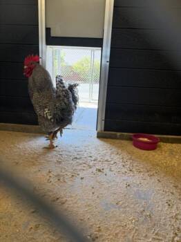DUKE -  Chicken Bird for Adoption in Loveland, Colorado - DUKE | PetCurious
