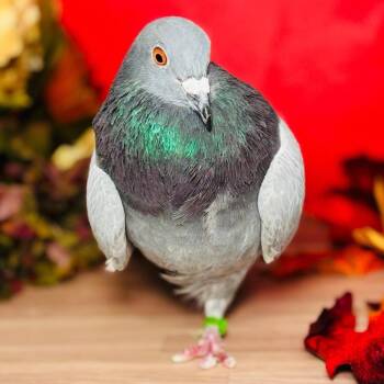 Fenghuang -  Pigeon Bird for Adoption in Chicago, Illinois - Fenghuang | PetCurious