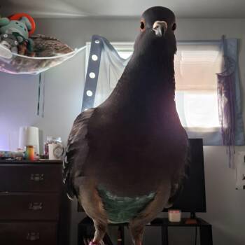 Softee -  Pigeon Bird for Adoption in Chicago, Illinois - Softee | PetCurious