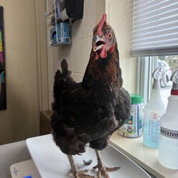 Chickira -  Chicken Bird for Adoption in Windsor, Virginia - Chickira | PetCurious