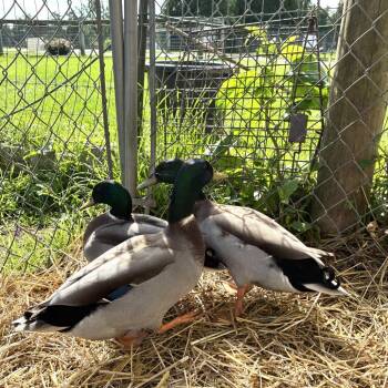 Louey -  Duck Bird for Adoption in Quakertown, Pennsylvania - Louey | PetCurious