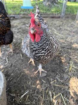 Elle -  Chicken Bird Available for Adoption in Stratham, New Hampshire - Elle | PetCurious