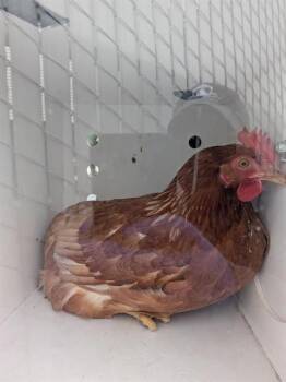 Chicken Birds Available for Adoption in Ontario, California - A008387 | PetCurious