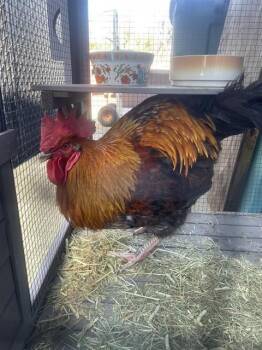 Chicken Birds Available for Adoption - BREWSTER | PetCurious