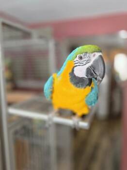 Coco -  Macaw Bird for Adoption in Pittsburgh, Pennsylvania - Coco | PetCurious