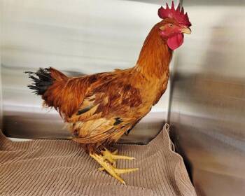 MR CLUCK -  Chicken Bird for Adoption in Tustin, California - MR CLUCK | PetCurious