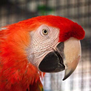 Macaw Birds Available for Adoption in Kanab, Utah - Beau | PetCurious