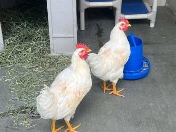 BILLY -  Chicken Bird for Adoption in Tustin, California - BILLY | PetCurious