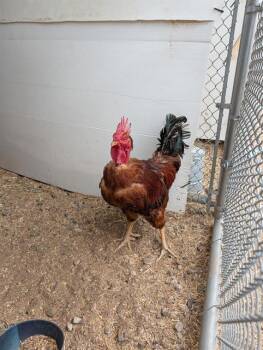 TURKEN -  Chicken Bird for Adoption in Albuquerque, New Mexico - TURKEN | PetCurious