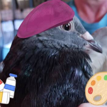 Pigeon Birds Available for Adoption in Chicago, Illinois - Rembrandt  | PetCurious