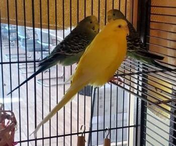 Budgie Budgerigar Birds Available for Adoption in Fairfax, Virginia - Nancy | PetCurious