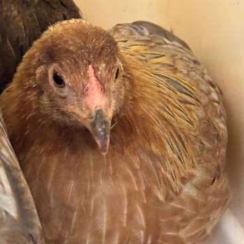 109183 -  Chicken Bird for Adoption in Las Cruces, New Mexico - 109183 | PetCurious