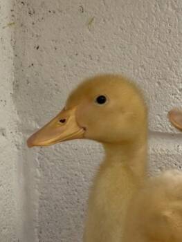 Bashful Duck -  Duck Bird for Adoption in Fairfax, Virginia - Bashful Duck | PetCurious