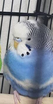 Parakeet Birds Available for Adoption - A1261735 | PetCurious