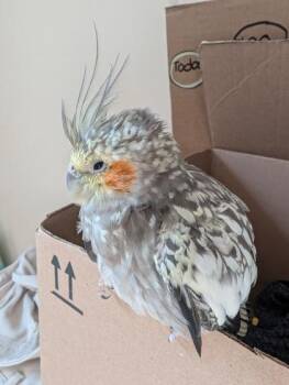 Delaware -  Cockatiel Bird for Adoption in Lowell, Massachusetts - Delaware | PetCurious
