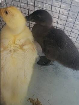 Duck Birds Available for Adoption in Loveland, Colorado - PUDDLE | PetCurious
