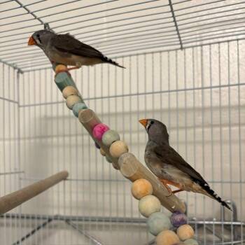 APHRODITE -  Finch Bird for Adoption in Boston, Massachusetts - APHRODITE | PetCurious